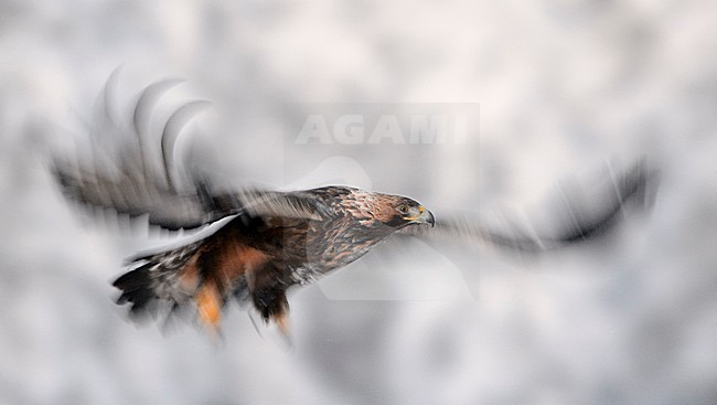 Steenarend vliegend in de sneeuw, Golden Eagle flying in the snow stock-image by Agami/Jari Peltomäki,