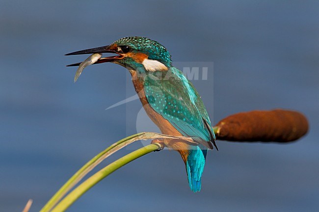 Martin pescatore; Kingfisher; Alcedo atthis stock-image by Agami/Daniele Occhiato,