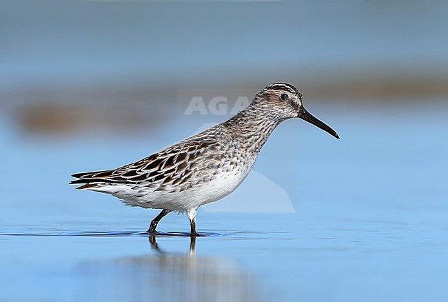 Adult Broad-billed Sandpiper (Calidris falcinellus) standing in shallow water in Hyeres in France. stock-image by Agami/Aurélien Audevard,