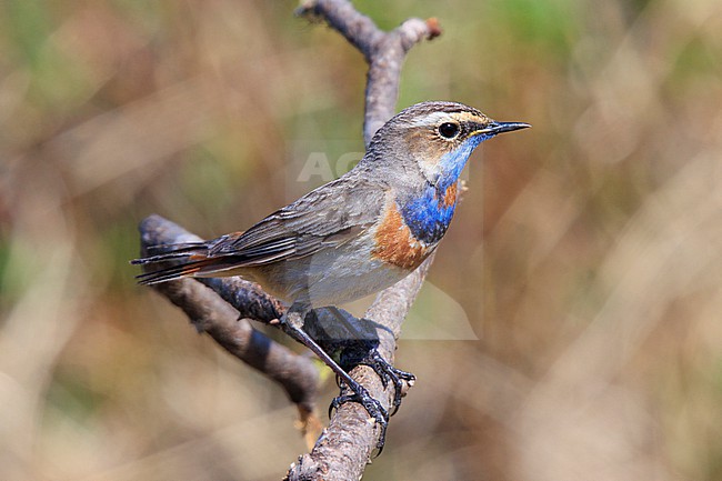 Bluethroat (Luscinia svecica svecica) taken the 07/06/2022 at Nome - Alaska. stock-image by Agami/Nicolas Bastide,