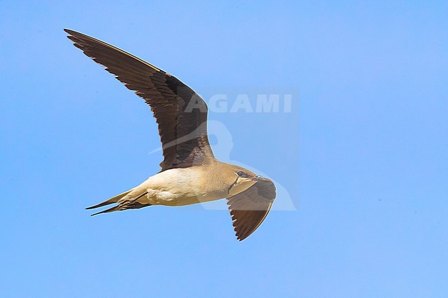 Vorkstaartplevier; Black-winged Pratincole; Glareola nordmanni stock-image by Agami/Daniele Occhiato,