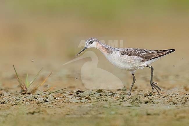 Adult male in transition to breeding
Galveston Co., TX
May 2023 stock-image by Agami/Brian E Small,