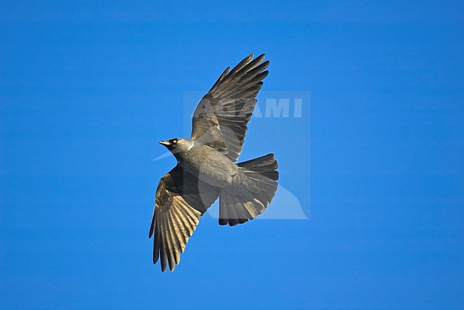 Kauw in de vlucht; Western Jackdaw in flight stock-image by Agami/Markus Varesvuo,