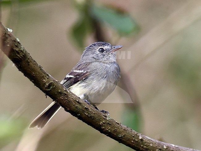 Grey-breasted Flycatcher (Lathrotriccus griseipectus) in Chaparri Private Conservation Area in Lambayeque in northern Peru. stock-image by Agami/Laurens Steijn,