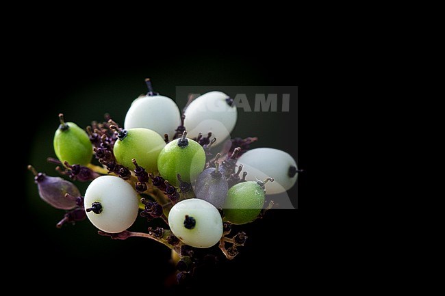 Berries of a  White Dogwood stock-image by Agami/Wil Leurs,