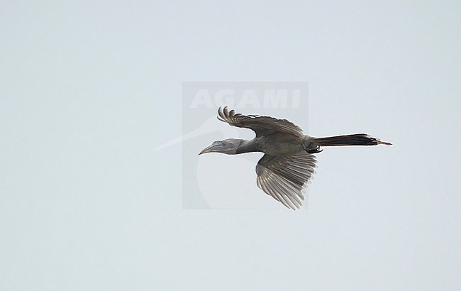 Indian Grey Hornbill (Ocyceros birostris) in flight at Pench NP, India stock-image by Agami/Helge Sorensen,