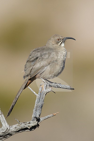 Adult
Socorro Co., N.M.
December 2014 stock-image by Agami/Brian E Small,
