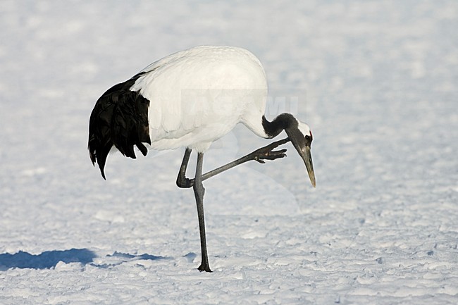 Chinese Kraanvogel, Red-crowned Crane, stock-image by Agami/Marc Guyt,