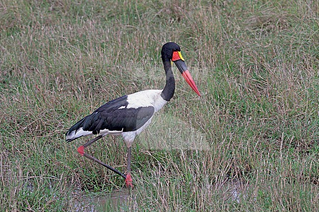 Zadelbekooievaar (Ephippiorhynchus senegalensisar) stock-image by Agami/Pete Morris,