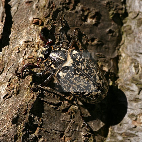 Julikever, Pine chafer stock-image by Agami/Bas Haasnoot,
