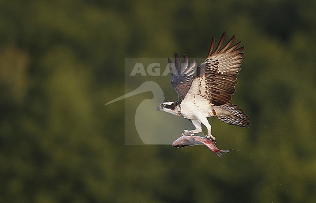 Osprey, Pandion haliaetus, adult fishing at Lake Mälaren, Sweden stock-image by Agami/Helge Sorensen,
