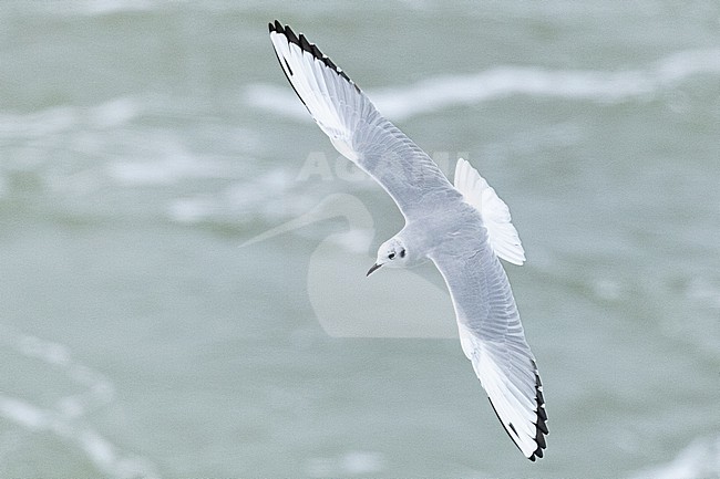  stock-image by Agami/Menno van Duijn,