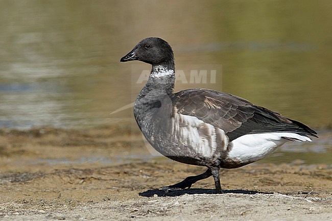 Adult Black Brant (Branta nigricans)
Los Angeles County, California, USA. stock-image by Agami/Brian E Small,