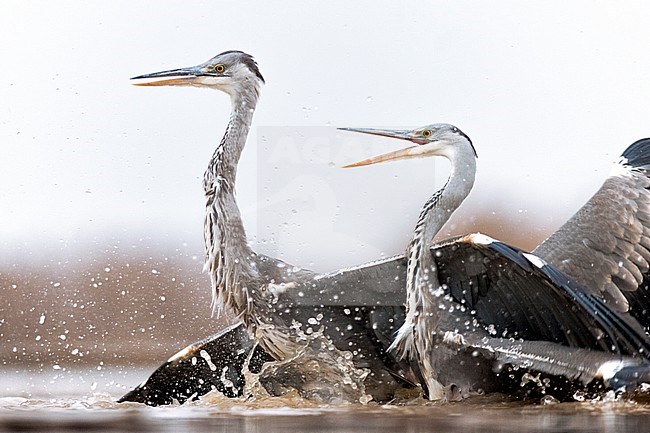 Vechtende Blauwe Reigers; Fighting Grey Herons stock-image by Agami/Bence Mate,