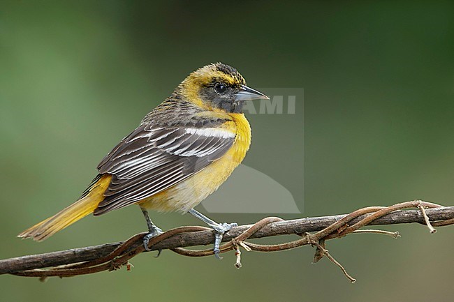Immature male Baltimore Oriole (Icterus galbula) during spring migration at Galveston County, Texas, United States. Perched on a branch. stock-image by Agami/Brian E Small,