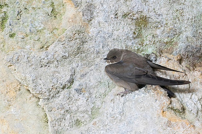 Adult Crag Martin (Ptyonoprogne rupestris) resting on a cliff face in Spain. stock-image by Agami/Ralph Martin,