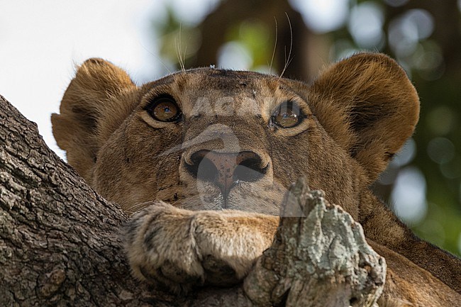 A lioness, Panthera leo, in a sausage tree, Kigalia africana. Seronera, Serengeti National Park, Tanzania stock-image by Agami/Sergio Pitamitz,