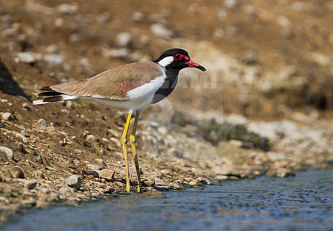 Red-wattled Lapwing - Rotlappenkiebitz - Vanellus indicus ssp. aigneri, Oman, adult stock-image by Agami/Ralph Martin,