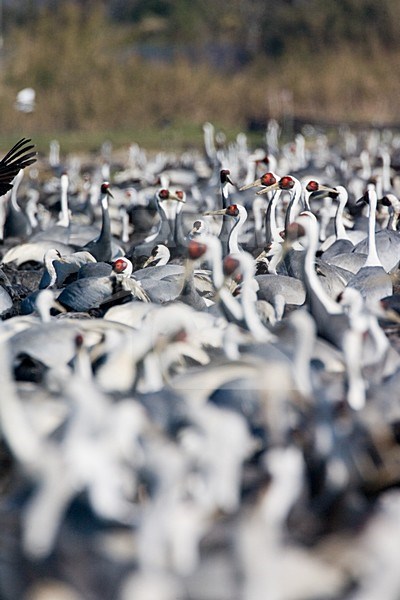 White-naped Crane group perched; Witnekkraanvogel groep staand stock-image by Agami/Marc Guyt,