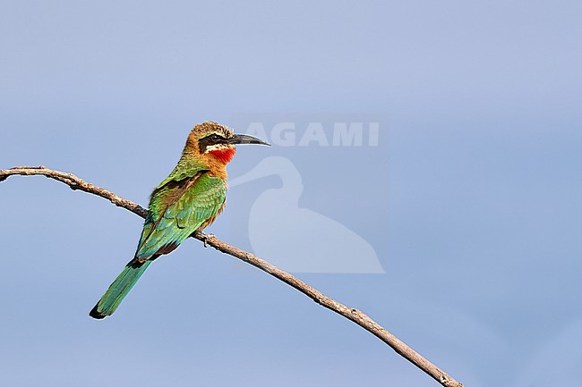 White-fronted Bee-eater (Merops bullockoides) sitting on a small twig against a blue sky as a clean background, Zimbabwe stock-image by Agami/Tomas Grim,