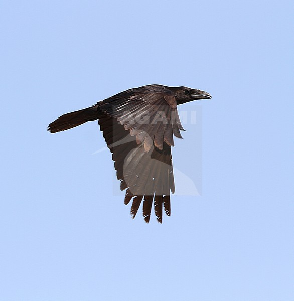 Punjab Raven (Corvus corax laurencei) in Desert National Park, India. A population restricted to the Sindh district of Pakistan and adjoining regions of northwestern India. stock-image by Agami/James Eaton,