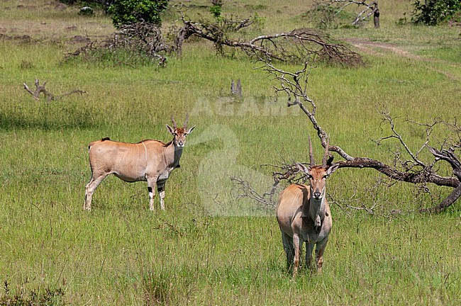 Two eland, Taurotragus oryx, in green grass. Masai Mara National Reserve, Kenya. stock-image by Agami/Sergio Pitamitz,