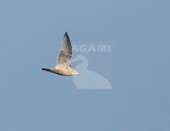 Third winter American Herring Gull (Larus smithsonianus) showing underwing stock-image by Agami/Edwin Winkel,