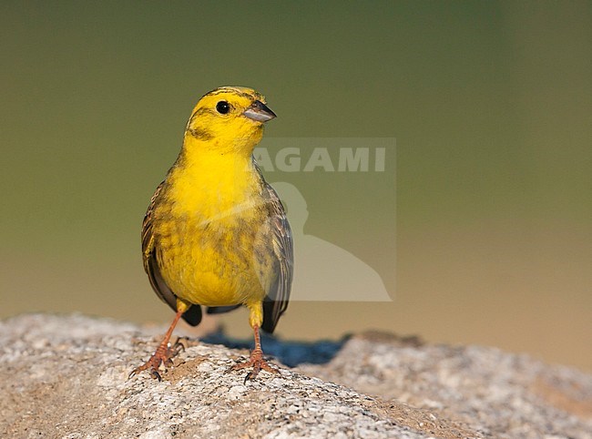 Adult male Yellowhammer (Emberiza citrinella citrinella) in Germany. stock-image by Agami/Ralph Martin,