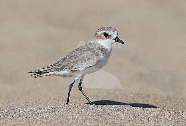 Female Kentish Plover (Charadrius alexandrinus) at Sur in Oman, standing still on a tropical beach in the Middle East. stock-image by Agami/Aurélien Audevard,