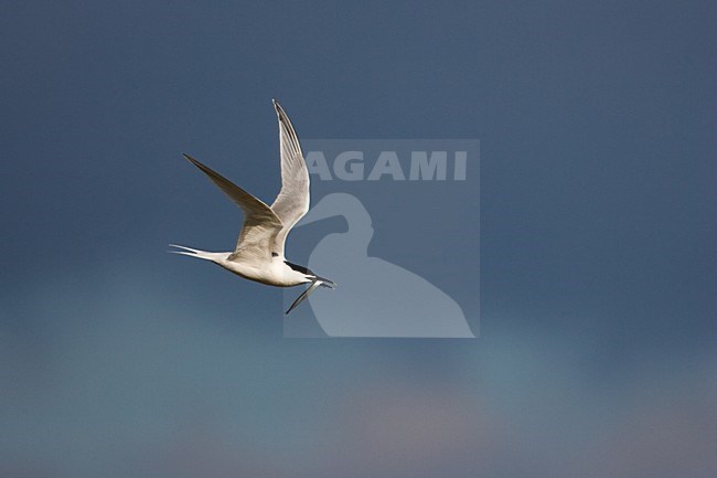 Adult zomerkleed Grote Stern in de vlucht; Adult summer Sandwich tern in flight stock-image by Agami/Menno van Duijn,