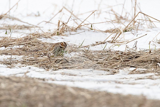 Vagrant Little Bunting (Emberiza pusilla) feeding on the ground on seeds at the edge of a winter pasture in the Netherlands stock-image by Agami/Arnold Meijer,