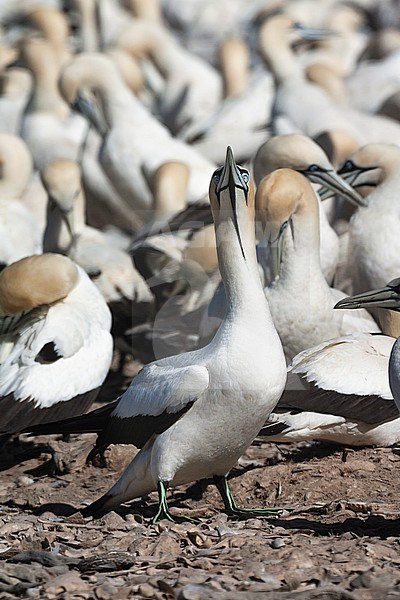 Cape Gannets (Morus capensis) at colony of Bird Island Nature Reserve in Lambert’s Bay, South Africa. stock-image by Agami/Marc Guyt,