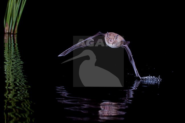 Watervleermuis jagend boven water; Daubentons bat hunting near water stock-image by Agami/Theo Douma,
