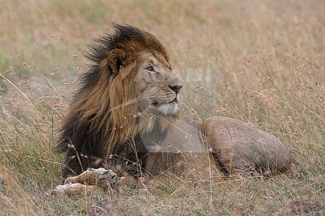 Portrait of a male lion, Panthera leo, Masai Mara, Kenya. Kenya. stock-image by Agami/Sergio Pitamitz,