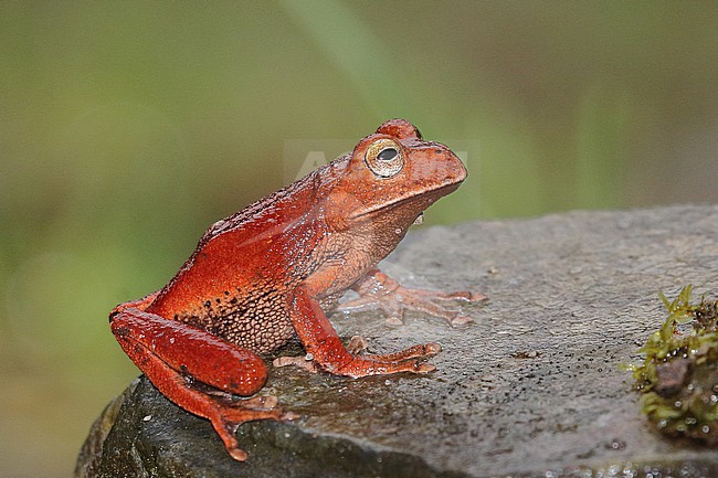 Gastrotheca sp frog, Owlet lodge, Abra Patricia, 2300m, Amazonas in Northern Peru. stock-image by Agami/Dani Lopez-Velasco,