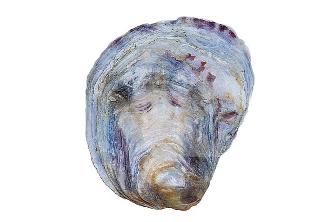 European flat oyster, Platte oester, Ostrea edulis stock-image by Agami/Wil Leurs,