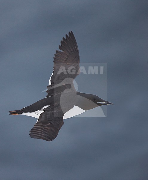 Kortbekzeekoet in vlucht, Thick-billed Murre in flight stock-image by Agami/Markus Varesvuo,