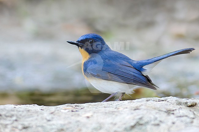 A male Hill Blue Flycatcher is seen from the side with a clear grey background. stock-image by Agami/Jacob Garvelink,