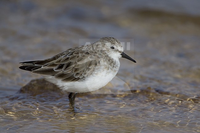 Kleine Strandloper staand in ondiep water; Little Stint standing in shallow water stock-image by Agami/Daniele Occhiato,