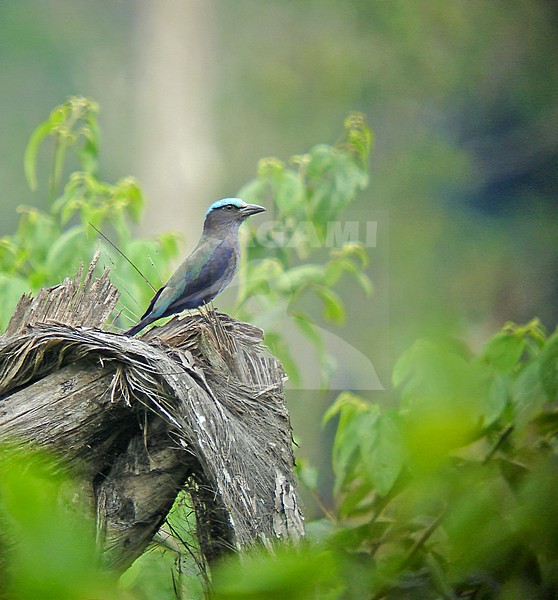 Purple-winged Roller (Coracias temminckii) in Sulawesi. Also known as Celebes roller, Sulawesi roller, and Temminck's roller. stock-image by Agami/Pete Morris,