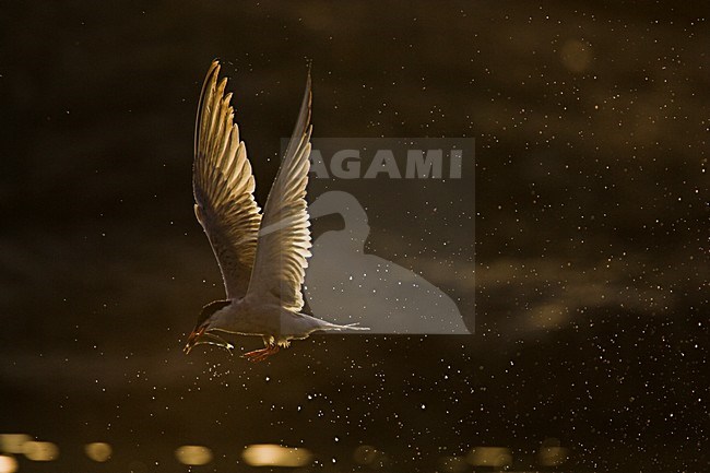 Visdief in vlucht; Common Tern in flight stock-image by Agami/Menno van Duijn,