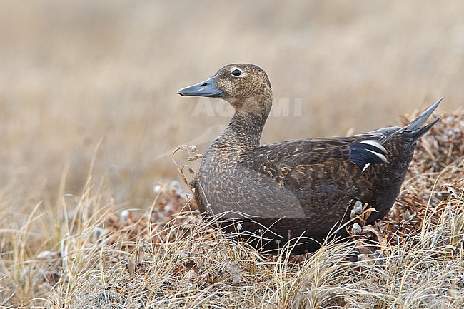 Adult female 
Barrow, AK 
June 2010 stock-image by Agami/Brian E Small,