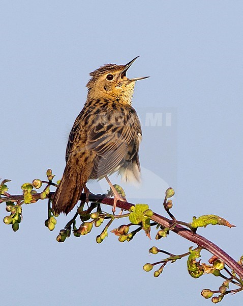 Singing male Common Grasshopper Warbler (Locustella naevia) seen on the back. stock-image by Agami/Dani Lopez-Velasco,