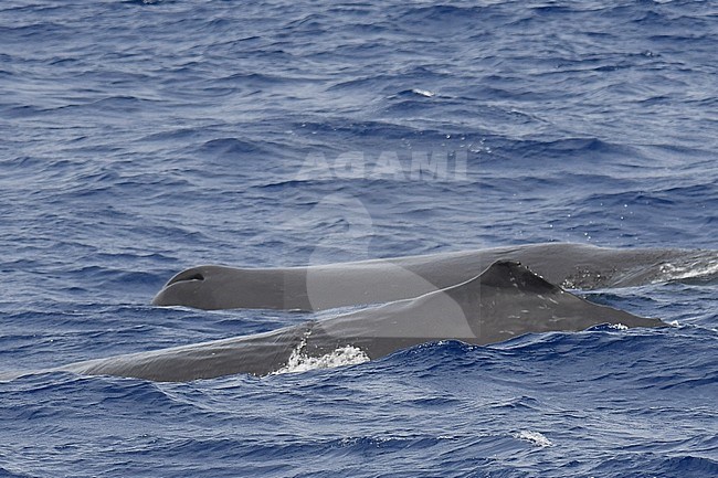 Sperm Whale’s (Physeter macrocephalus) swimming in offshore waters of St Helena island in the central Atlantic ocean. stock-image by Agami/Laurens Steijn,