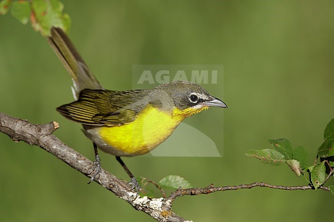 Adult Yellow-breasted Chat (Icteria virens) perched on a twig in Galveston Co., Texas, USA, during spring migration. stock-image by Agami/Brian E Small,