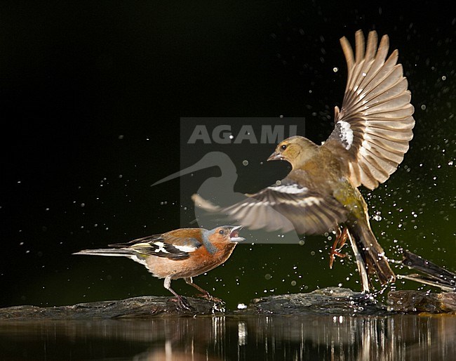 Common Chaffinch male and female fighting in water;  Vink man en vrouw vechtend in water stock-image by Agami/Markus Varesvuo,