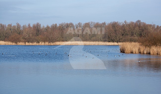De Lepelaarsplassen stock-image by Agami/Roy de Haas,