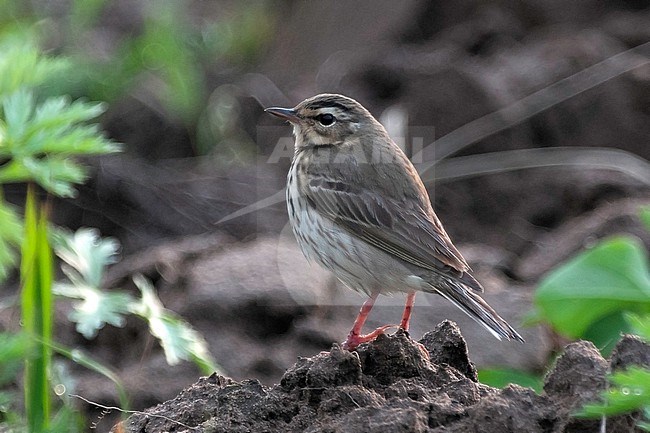 Olive-backed Pipit (Anthus hodgsoni), side view of a bird standing on ground in spring, China. stock-image by Agami/Kari Eischer,