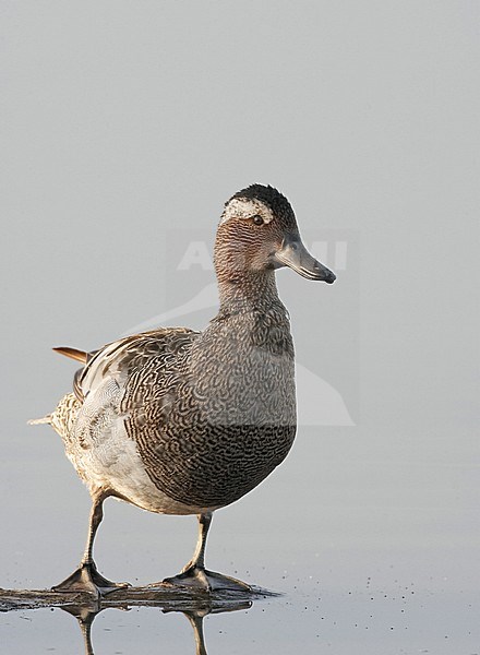 Garganey male stock-image by Agami/Jari Peltomäki,