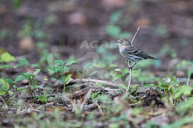 A Myrtle Warbler (Setophaga coronata) on a stick at the ground of the forest of Tikal in Guatemala stock-image by Agami/Mathias Putze,